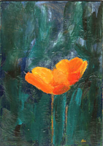 CA poppies new