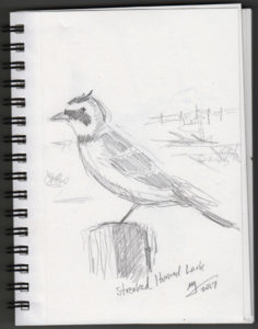 pencil drawing of a Western Streaked Horned Lark by Michael Liebhaber. 5.5 by 8.5 inches, 2017.