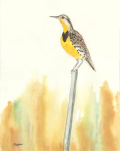 Western Meadowlark watercolor painting
