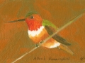 Allan\'s Hummingbird