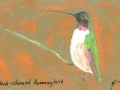 Black-chinned Hummingbird