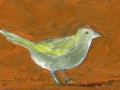 Green-tailed Towhee