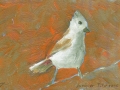 Juniper Titmouse