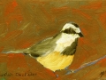 Mountain Chickadee