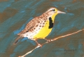 Western Meadowlark, oil